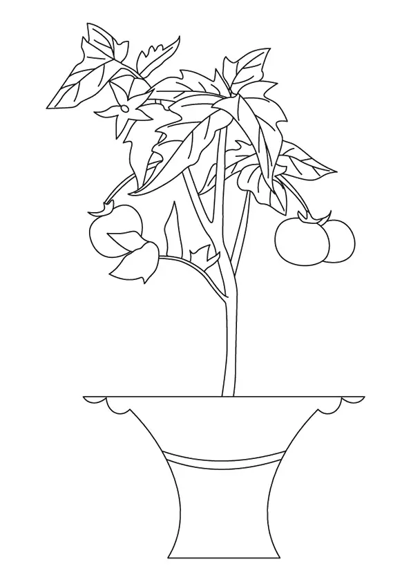 Tomato-Plant