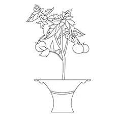 Tomato plant coloring page