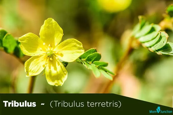 Tribulus tribulus terretris fertility herbs for men
