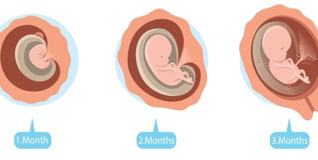 3rd month of pregnancy ultrasound