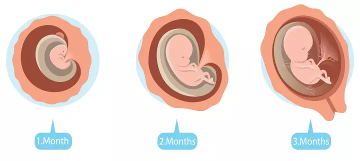 Baby development stages till third month pregnant