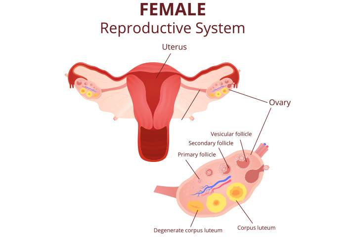 The female reproductice system, luteal phase