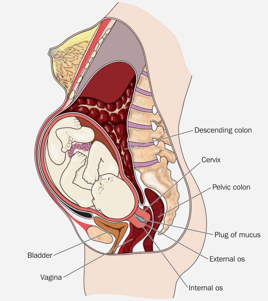 Pregnant Vagina