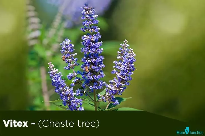 Vitex chaste tree, fertility herbs for men