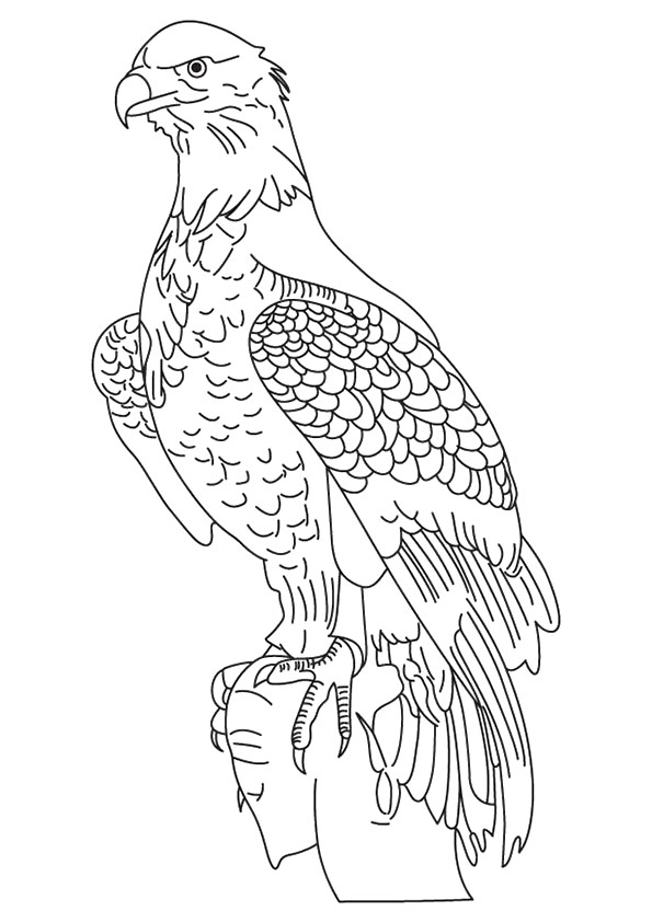 Wedge-Tailed-Eagle