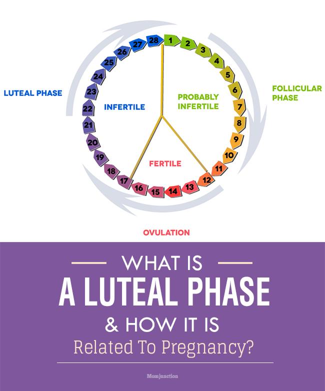 Luteal Phase What Is It And How Is It Related To Pregnancy?