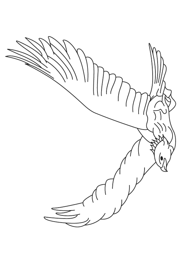 White-Tailed-Eagle