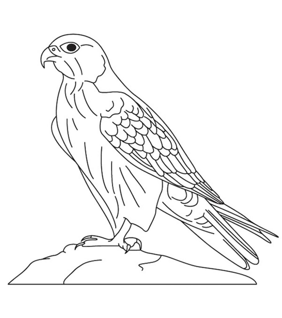 21 Printable Falcon Coloring Pages For Toddlers
