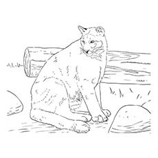 panther coloring page