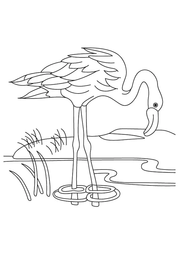 A-Flamingo-Drinking-Water-From-The-Lake