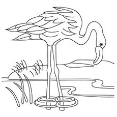 A flamingo drinking water from the lake coloring page