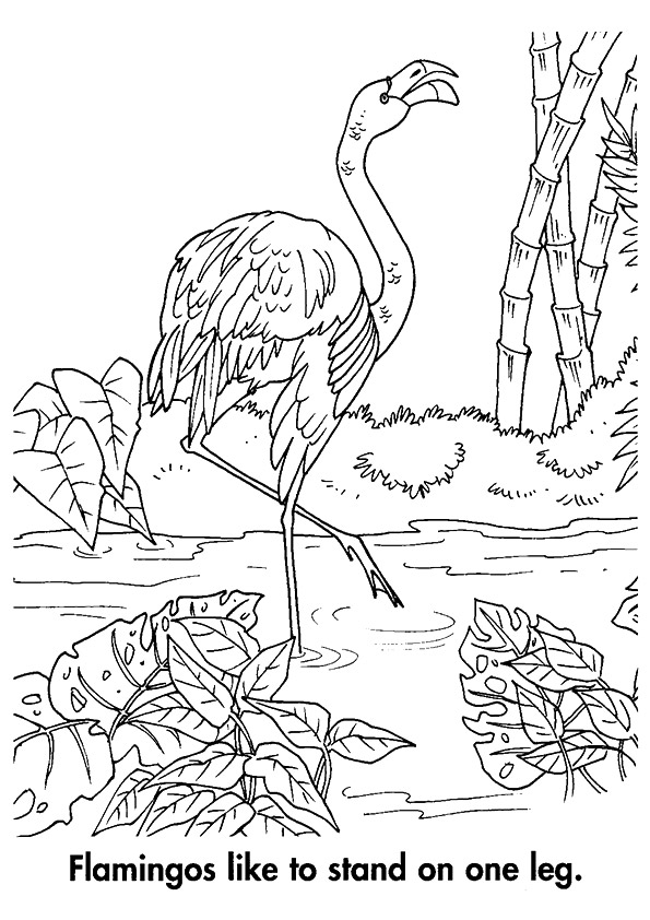 A-Flamingo-Standing-On-One-Leg