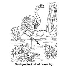 A flamingo standing on one leg coloring page