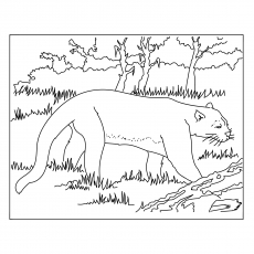 A Florida Panther coloring page