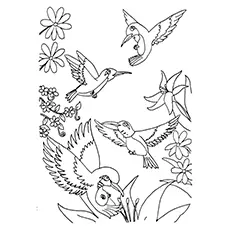 A group of hummingbirds coloring page