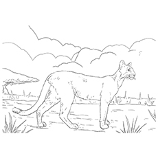 coloring pages for the florida panther