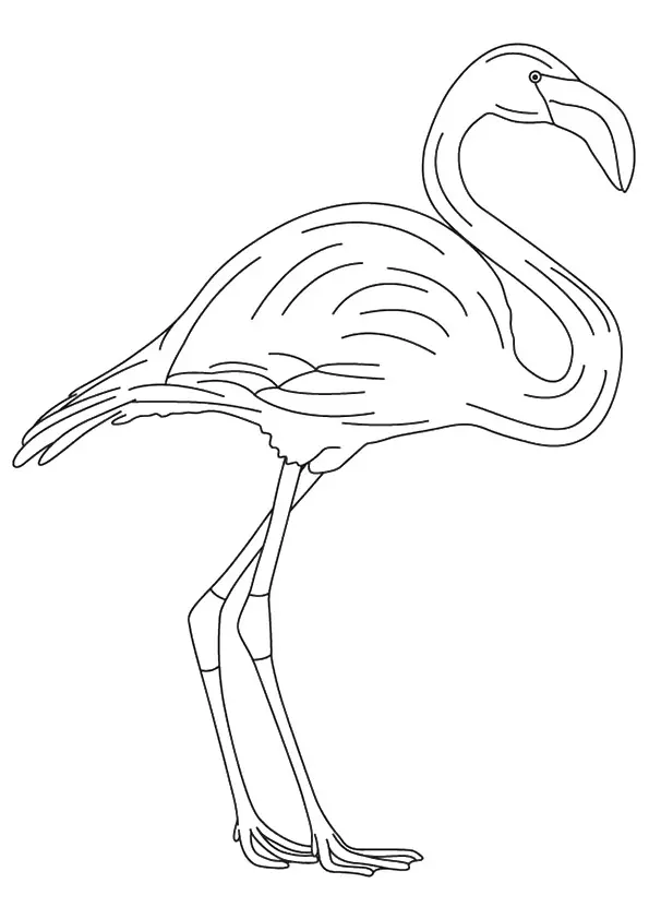 A-Simple-Flamingo-Coloring-Page