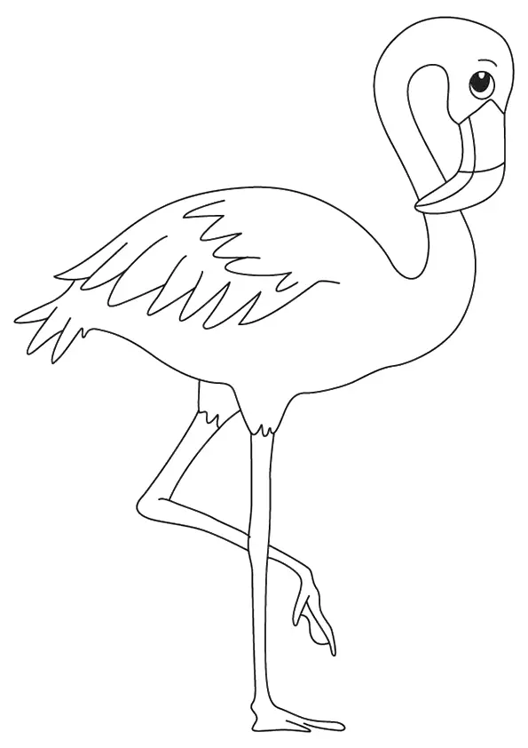 American-Flamingo