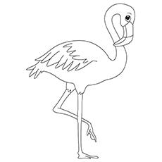 American flamingo coloring page