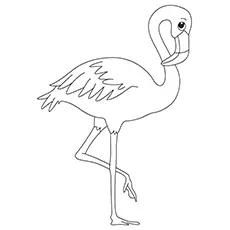 American flamingo coloring page_image