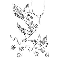 Hummingbird Coloring Pages - Anna’s Hummingbird