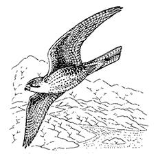 Aplomado falcon coloring page