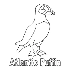 Atlantic puffin coloring page