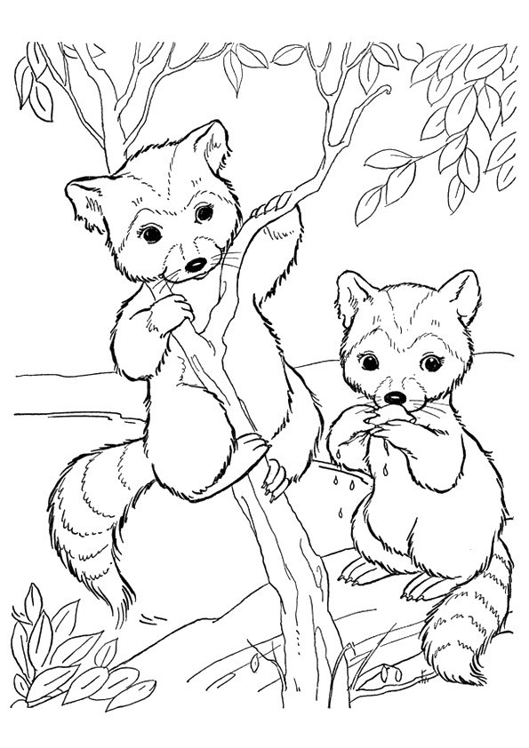 Baby-Raccoons-Climbing-The-Tree
