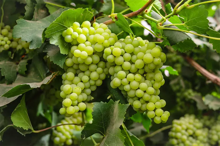 5 Amazing Health Benefits Of Grapes For Kids MomJunction