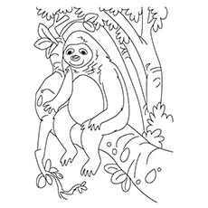 Bolivian three-toed sloth coloring page
