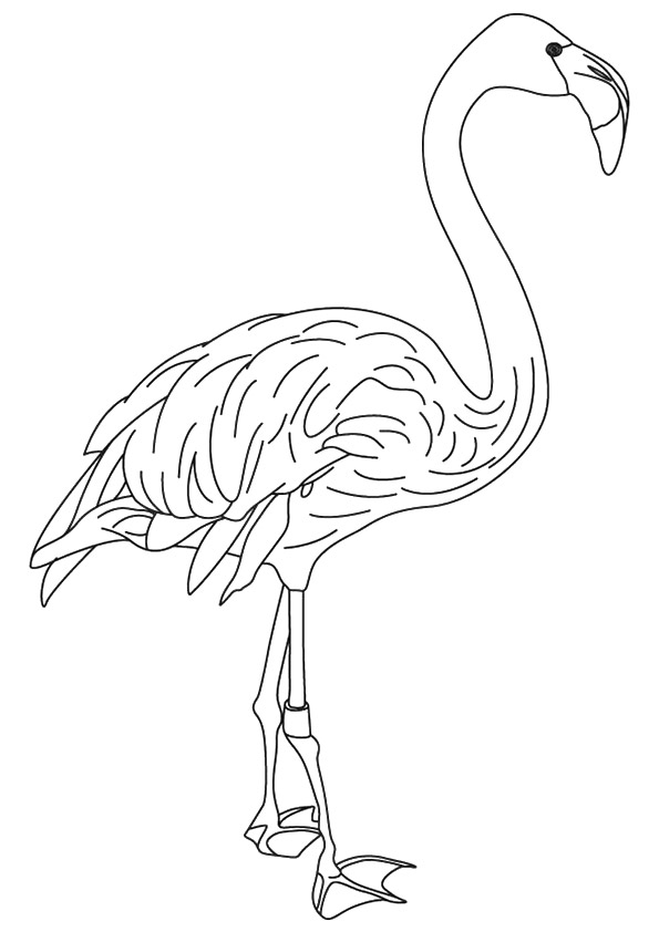 Caribbean-Flamingo
