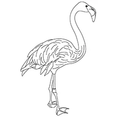 Caribbean flamingo coloring page_image