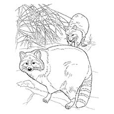 raccoon coloring page