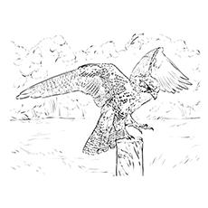 Collared forest falcon coloring page