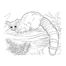 Eastern raccoon coloring page