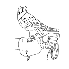 American kestrel falcon coloring page