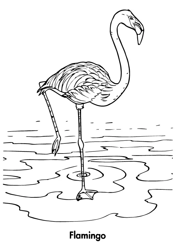 Flamingo