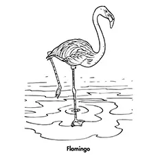 Flamingo coloring page_image