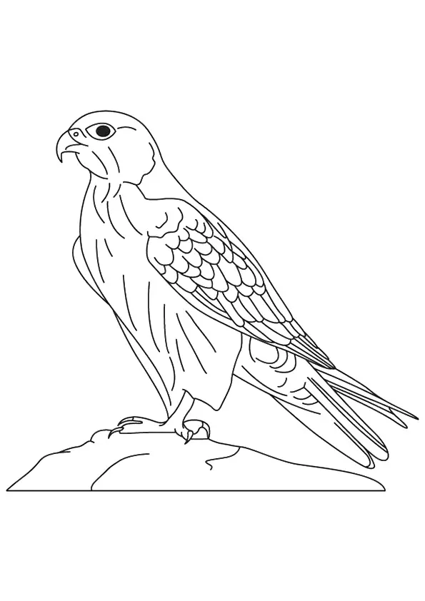 Gyrfalcon