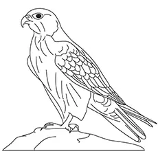 Gyrfalcon coloring page_image