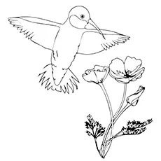Hopping hummingbird coloring page
