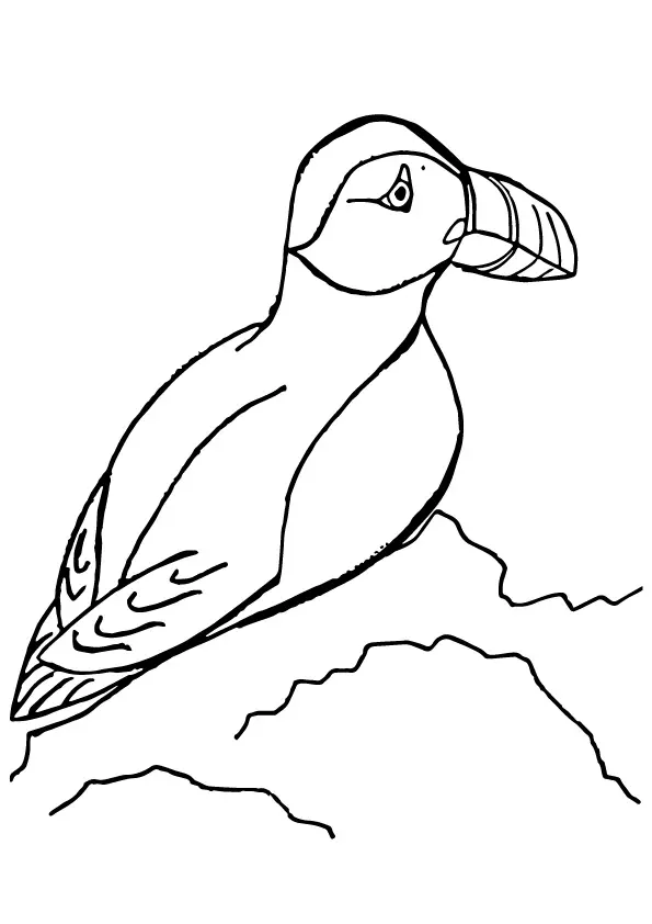 Horned-Puffin