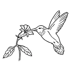 Nectar sipping hummingbird coloring page