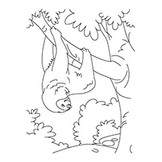 Maned sloth coloring page