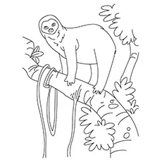 Pale throated sloth coloring page