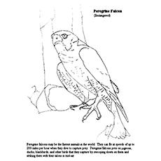 Peregrine falcon coloring page