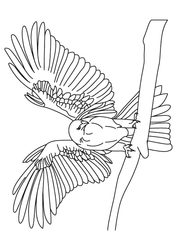 Prairie-Falcon