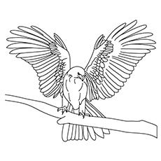 Prairie falcon coloring page