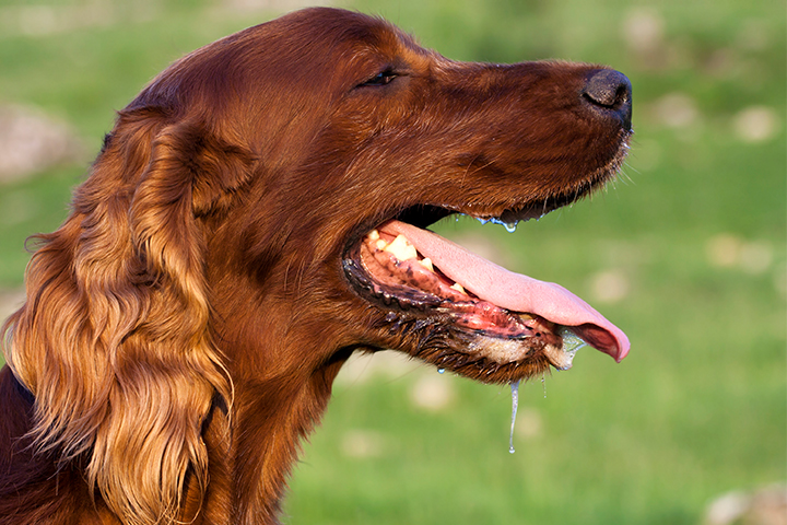 Protein in dog saliva can be a cause of dog allergies in infants