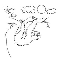 Top 10 Sloth Coloring Pages For Your Toddler